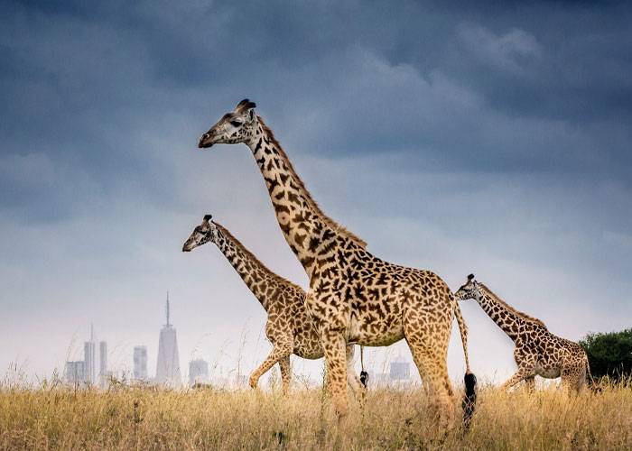 Business Class Flights to Nairobi