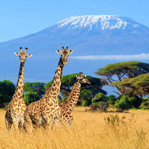 Kilimanjaro